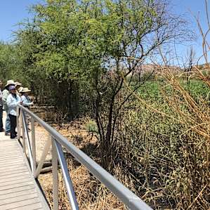 Another view from the boardwalk at Rio Grande Village campground in Big Bend NP. The area was a lush marsh, with ponds and a lot of wildlife - an oasis. It was recently drained and that's a travesty. May 2018.