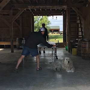 Ping pong guard dog!