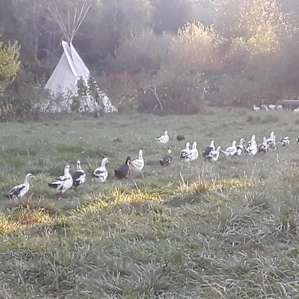 Farm, Forest, Happy People
