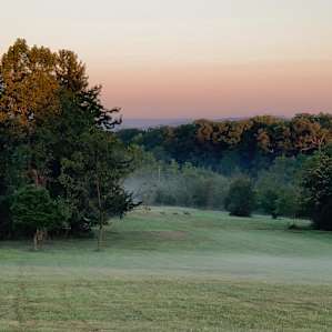 A family of deer in the distance.
