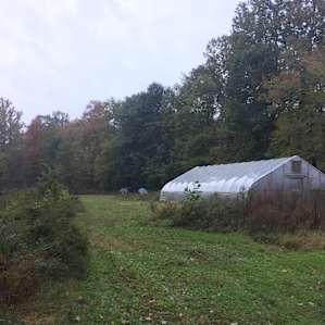 Campsite area is right beyond the greenhosie