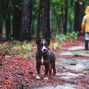 Dog Friendly hiking and camping among the beautiful pines, beech, and oak trees!