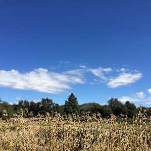 Pumpkin Patch at Wynola