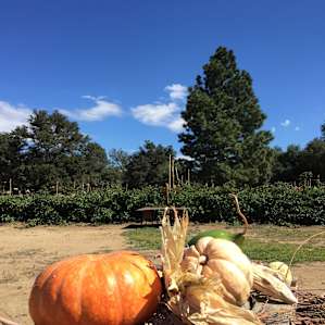 Pumpkin Patch at Wynola