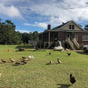 Birds!