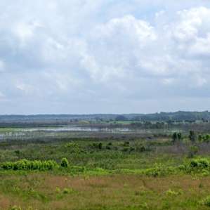 Overlook of Payne's Prairie from the tower.