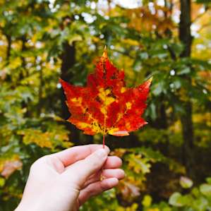 Fall in New Hampshire is a sight to behold.