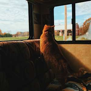 Our cat, Penny Lane, watching the horses graze.