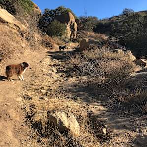 My dogs were stoked!