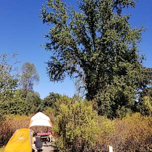Site #76 - This beautiful tree is home to a bunch of birds - so much singing in the morning!