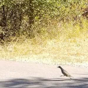 Quail are hilarious. And everywhere (at least in October!)