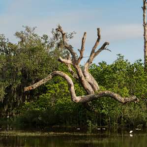 Fontainebleau State Park scenery.
