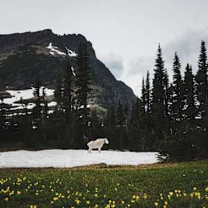 Mountain goats in Glacier National Park!