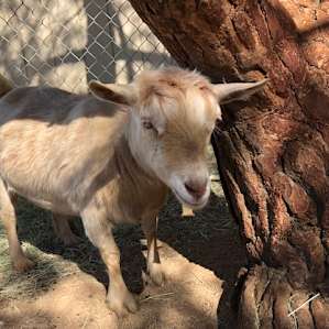Meet Vanilla Bean, she is one sweet goat!