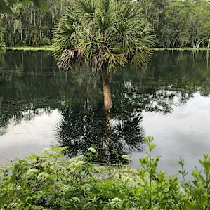 Palm tree growing in the springs