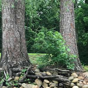 Tree lined trails