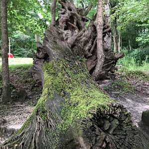 Mossy fallen oak tree