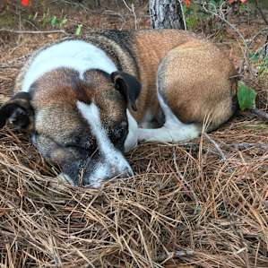 Bobbi - my dog from another life.