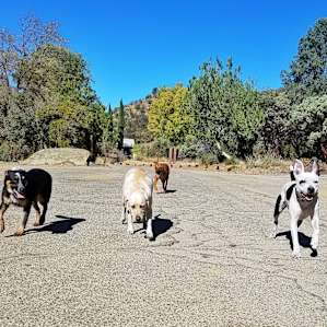 Cassie and Wyatt exploring with local dogs