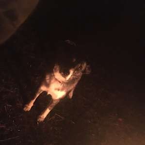 The extremely friendly dogs that came to greet us.