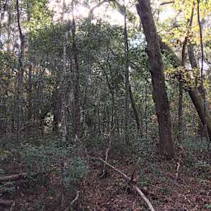 Woodsbehind campsite