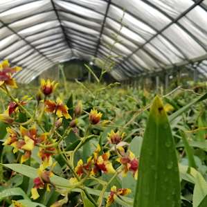 Working coffee and orchid farm