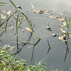 Three baby gators with a lurking and protective mama...not pictured!