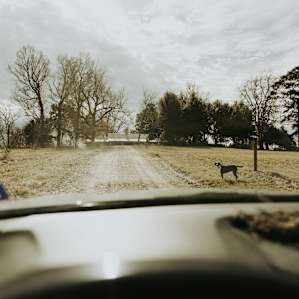 The pups are sweet and will probably run out to your car and say hello as you drive up.