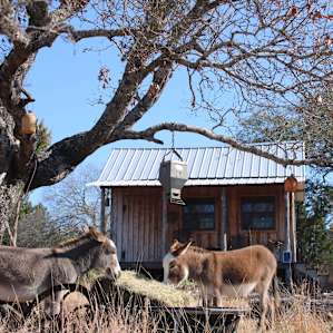 Hanging out with the donkeys.