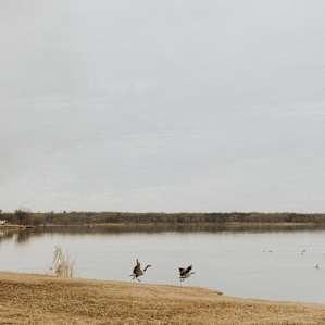 animal water duck