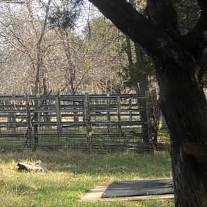 the skunk running through the yard (thankfully we caught this shot through the window)