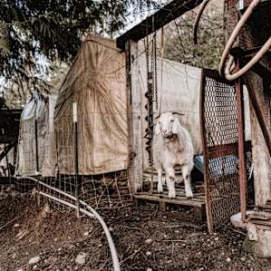 farm animal goat