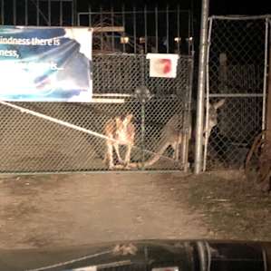 Animal Ed.ventures Sanctuary