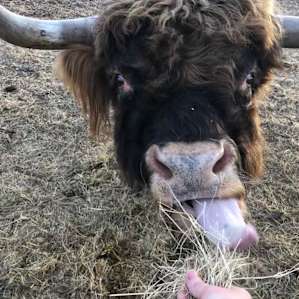 The key to Django's friendship is food