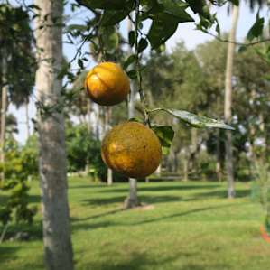 Taste of Old Florida