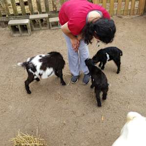 Goat House Farm Camping