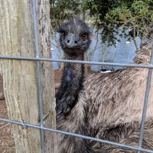 Emus will steal your shiny stuff but are super nice!
