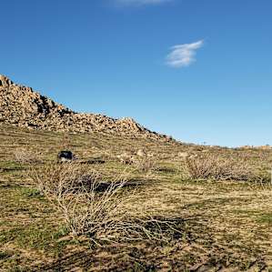 During wild flower season this site will be insane! There was a TON of flowers about to bloom all over camp.