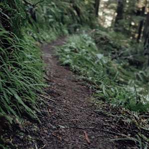 peaceful and clear trail in the Redwoods