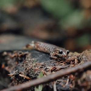 beautiful painted ensatina we found on the trail