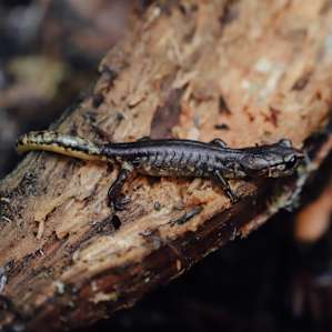 Painted Ensatina