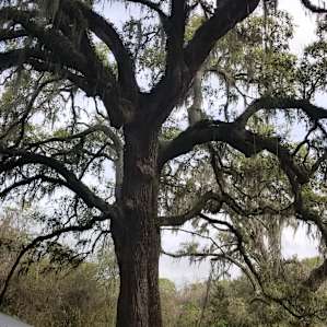 Texas Treehouse Swings Forest
