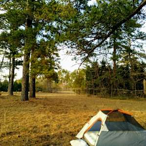 Tenting on pine needles.