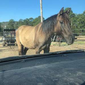 Horse blocking us as we left! Lol