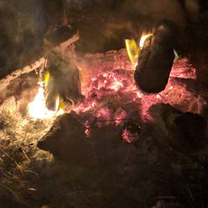 Hammock in the Pines - Tent Camping