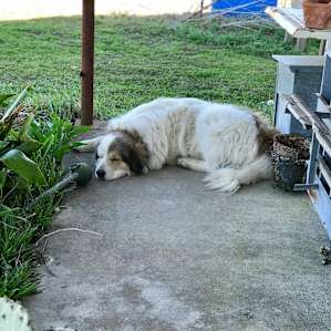 Cecil, the sweetest sheep dog! He’s as big as a lion, but very very sweet and he loves head pets