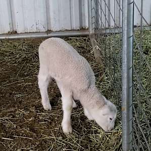 This cutie is 2 weeks old I believe.