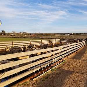 Sheep corrals