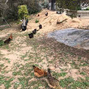Makers of the fresh eggs