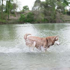Happiest (and soggiest) dog in the world